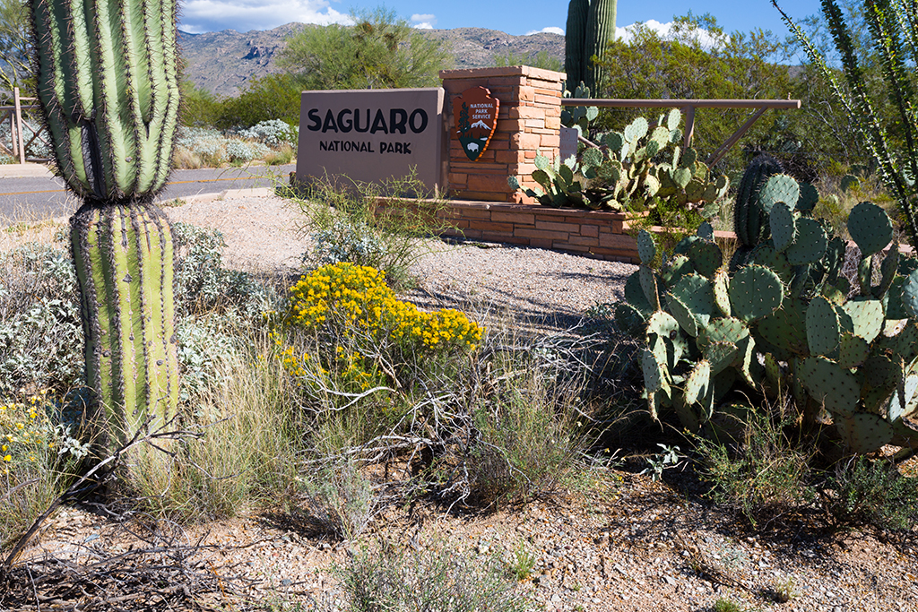 10-21 - 06.jpg - Saguaro National Park, East Part